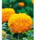 Grow Delight Marigold F1 Orange 100 Seeds